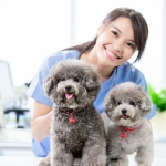 İzmir Veteriner (2)