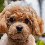 Toy poodle yavru (2)