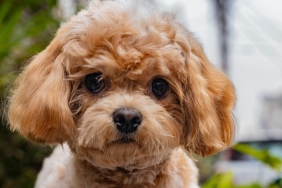 Toy poodle yavru (2)