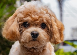Toy poodle yavru (2)