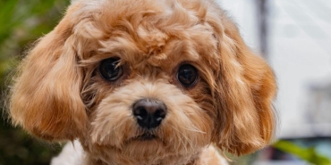 Toy poodle yavru (2)