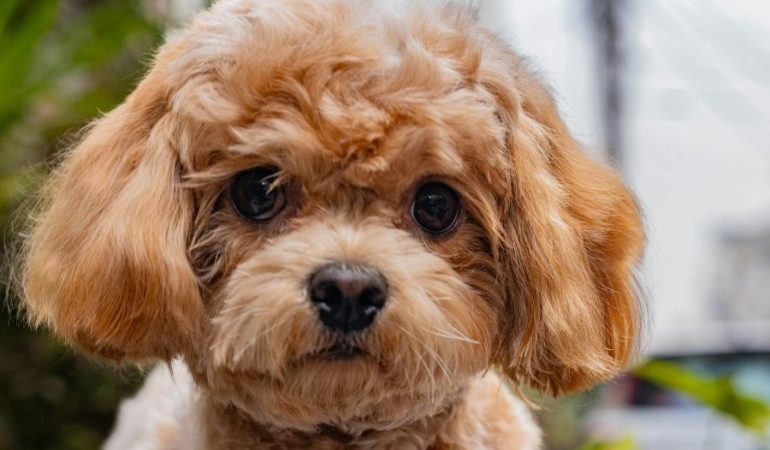 Toy poodle yavru (2)