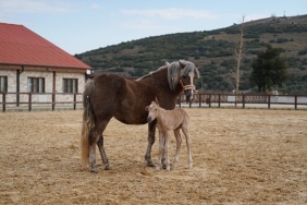 alia-parkin-ilk-tayi-dunyaya-geldi.jpg
