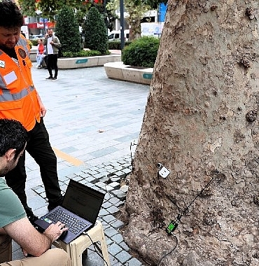Asırlık ağaçlar tomografiyle korunacak
