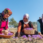 baskan-ozyigit-turkiyenin-en-cok-safran-ureten-ilcelerinden-biri-olabiliriz.jpg