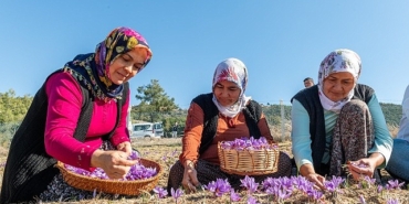 baskan-ozyigit-turkiyenin-en-cok-safran-ureten-ilcelerinden-biri-olabiliriz.jpg
