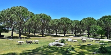 bergama-belediyesi-zeytin-ve-fistikta-markalasma-yolunda.jpg