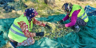 burhaniyede-zeytin-hasadi-basladi.jpg