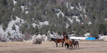 buyuksehir-yilki-atlari-icin-dogaya-saman-birakti.jpg