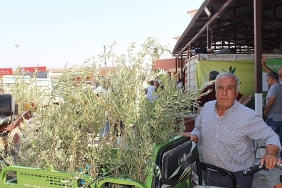 buyuksehirden-19-ilceye-40-bin-zeytin-fidani-destegi.jpg