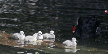 cankayaya-29-ekim-surprizi-cumhuriyet-bayraminda-kugulu-park-ailesine-5-kugu-daha-katildi.jpg