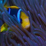 cenneti-korumak-niuenin-hikayesi-11-haziran-sali-20-00de-national-geographic-ekranlarinda.jpg
