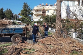 didim-belediyesi-ilcedeki-agaclarin-kis-bakimlarini-gerceklestiriyor.jpg