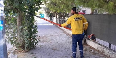 didimde-agac-budama-calismalari-suruyor.jpg