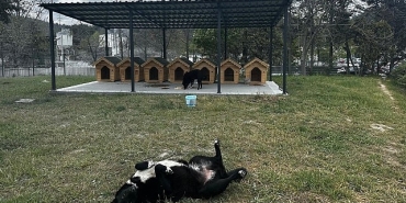 digiturkten-ayazagadaki-sokak-hayvanlari-icin-guvenli-bir-yuva.jpg