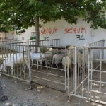 edremit-belediyesi-kurban-bayramina-hazir.jpg