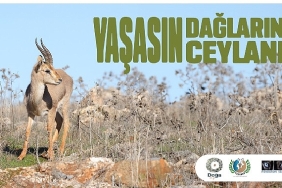 hatay-dag-ceylanlarinin-gelecegi-icin-yeni-adimlar-atiliyor.jpg
