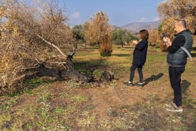 izmir-buyuksehir-yanan-zeytin-agaclarinin-yasatilmasi-icin-calisma-baslatti-zeytin-agaclari-kullerinden-dogacak.jpg