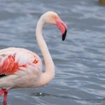 izmit-korfezinde-351-flamingo-kanat-cirpiyor-fUqT3txv.jpg
