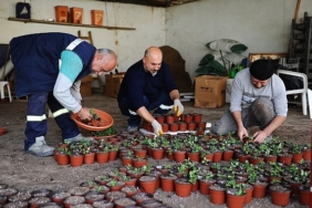 karsiyaka-belediyesinin-serasinda-binlerce-cicek-yetisiyor.jpg