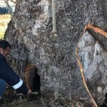 kocaeli-buyuksehirden-100-yillik-cinara-tedavi-4xMWtiNy.jpg