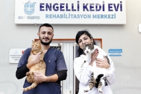 konakin-engelleri-asan-kedi-evinden-sahiplenme-cagrisi.jpg