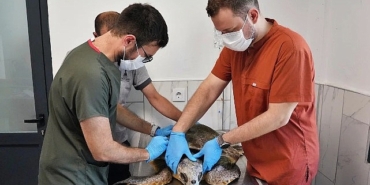 korfezdeki-yarali-caretta-carettaya-yardim-eli.jpg