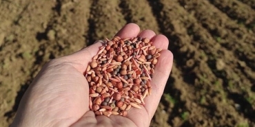 manisa-buyuksehir-belediyesi-ureticileri-destekleme-calismalari-kapsaminda-500-ton-tohum-desteginde-bulunacak.jpg