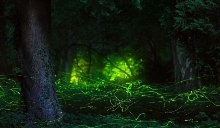 Masalların Büyülü Dünyasında Yolculuk