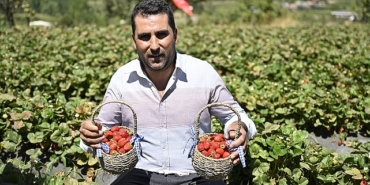 odemiste-organik-cilek-projesi-ilk-meyvelerini-verdi.jpg