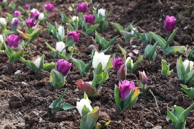 osmangazide-2026-yilinda-470-bin-cicek-toprakla-bulusacak.jpg