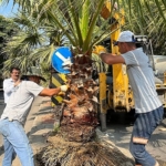 salihli-belediyesi-site-caddesini-palmiye-agaclariyla-yesillendiriyor.jpg
