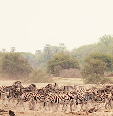 Sinematik Görselliğiyle Büyüleyecek Olan   ‘Vahşi Doğanın Tozu’, 27 Eylül Pazar Saat 20.00’de   National Geographic WILD Ekranlarında İzleyicilerle Buluşuyor!