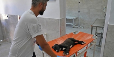 sokak-hayvanlari-bu-hastanede-sifa-buluyor.jpg