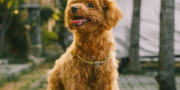 toy poodle (1)