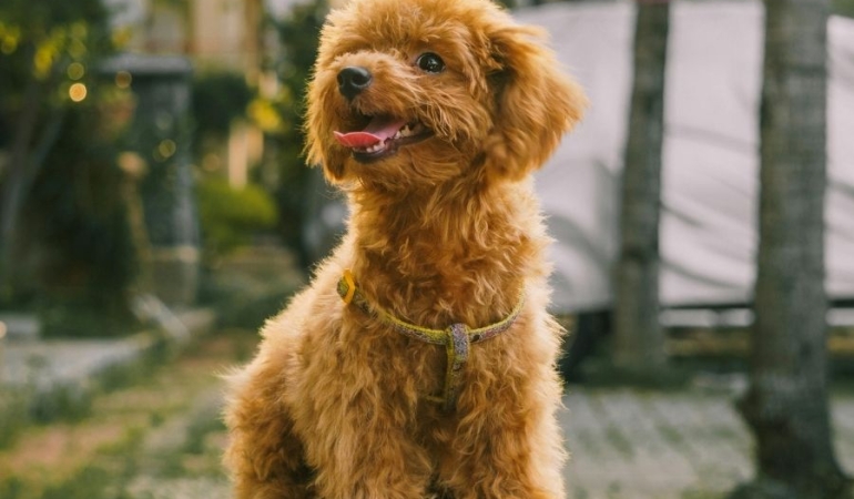 Ailelerin Gözdesi Sevimli Irk: Toy Poodle’ın Dünyası