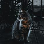 uploaded-image-araba-alirken-dikkat-edilmesi-gerekenler-1699697095624