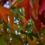 uploaded-image-buyuk-patlama-ve-evrenin-olusumu-1699696863490