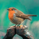 uploaded-image-cennet-papagani-hakkinda-bilgiler-1699696859443