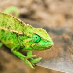 uploaded-image-evde-iguana-besleyeceklere-tavsiyeler-1699697046819