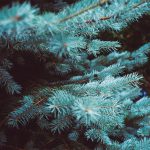 uploaded-image-fatih-sultan-mehmed-hangi-yemekleri-severdi-1699696887698