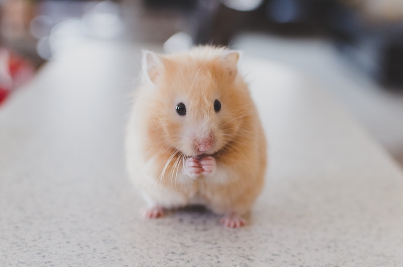 Hamster Kafesi Nasıl Olmalıdır?