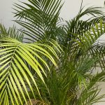 uploaded-image-jakaranda-bitkisi-nedir-1699697194865