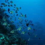 uploaded-image-japon-baliklari-nasil-beslenmelidir-nelere-dikkat-etmek-gerekir-1699697017614