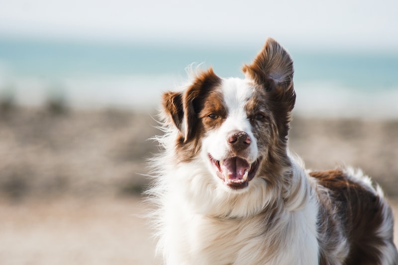 Köpeklerin Ağız ve Diş Sağlığı