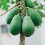 uploaded-image-papayanin-faydalari-nelerdir-papayanin-vitaminleri-1699696853521
