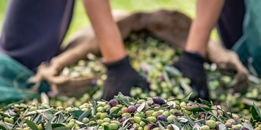 zeytin-ve-zeytinyagi-sektorunde-verimlilik-artiracak-avrupa-birligi-projesi.jpg